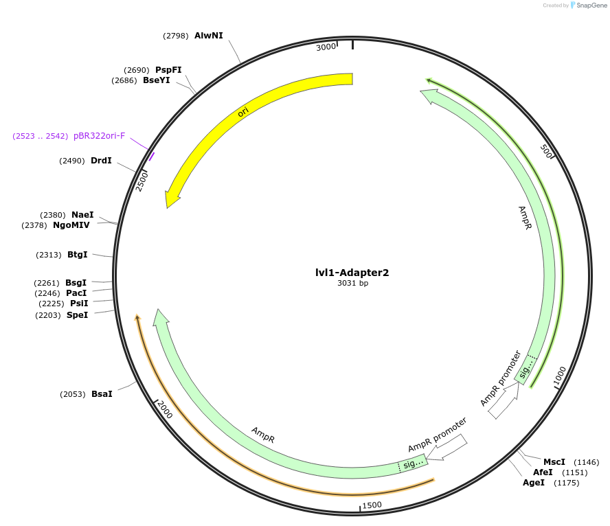 229203-plasmid-map-sequence-id-462326