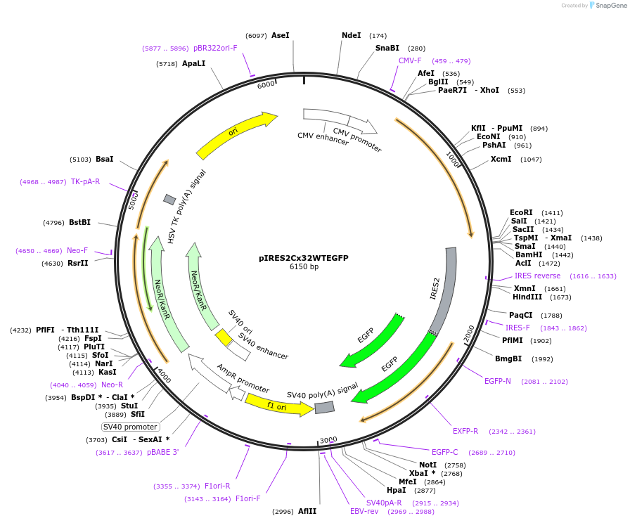 78150-plasmid-map-sequence-id-462327