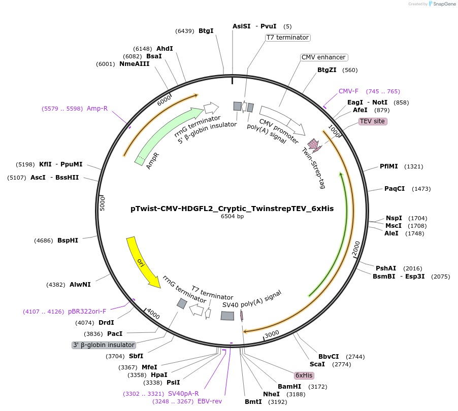 232344-plasmid-map-sequence-id-462328