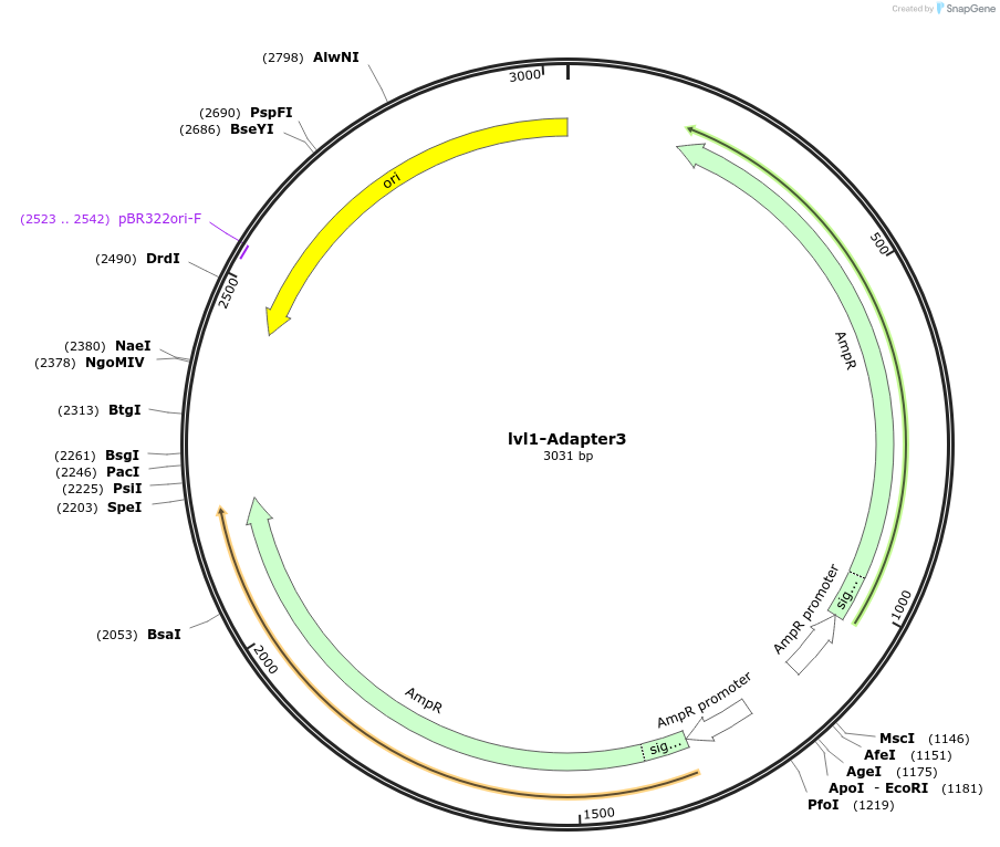 229204-plasmid-map-sequence-id-462330