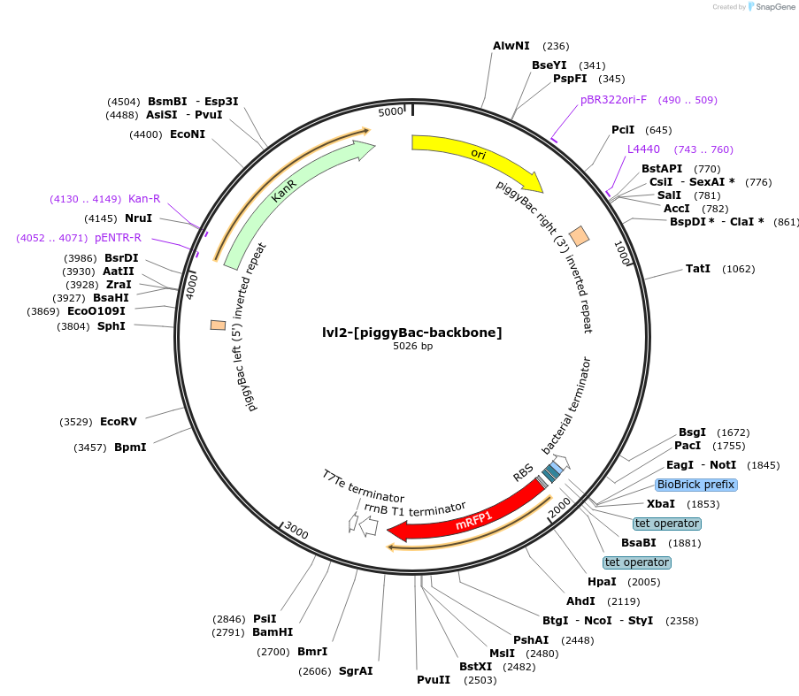 229209-plasmid-map-sequence-id-462334