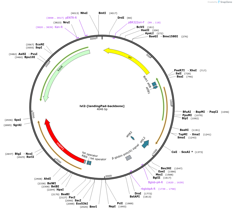 229210-plasmid-map-sequence-id-462335