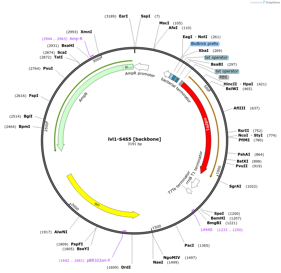 229197-plasmid-map-sequence-id-462337