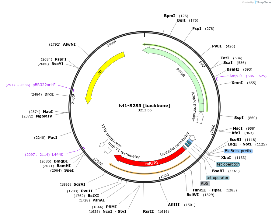 229195-plasmid-map-sequence-id-462338