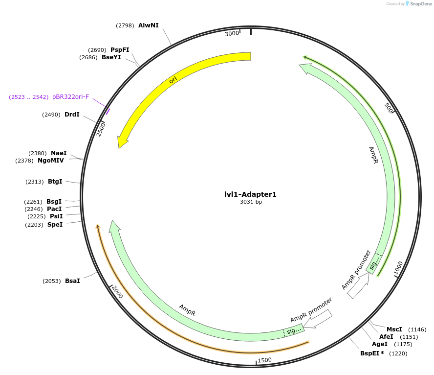 229202-plasmid-map-sequence-id-462339