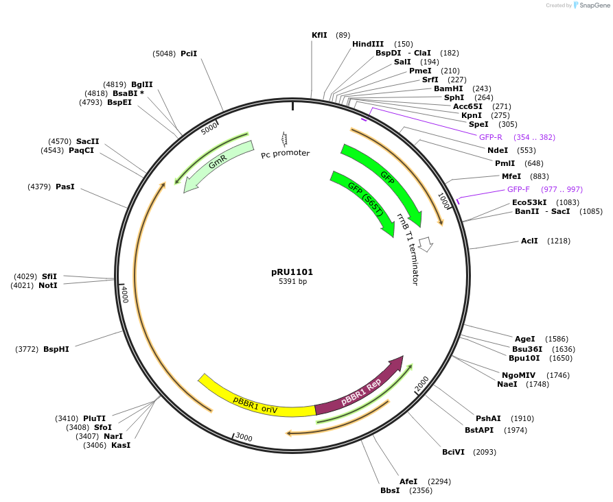 14466-plasmid-map-sequence-id-462342