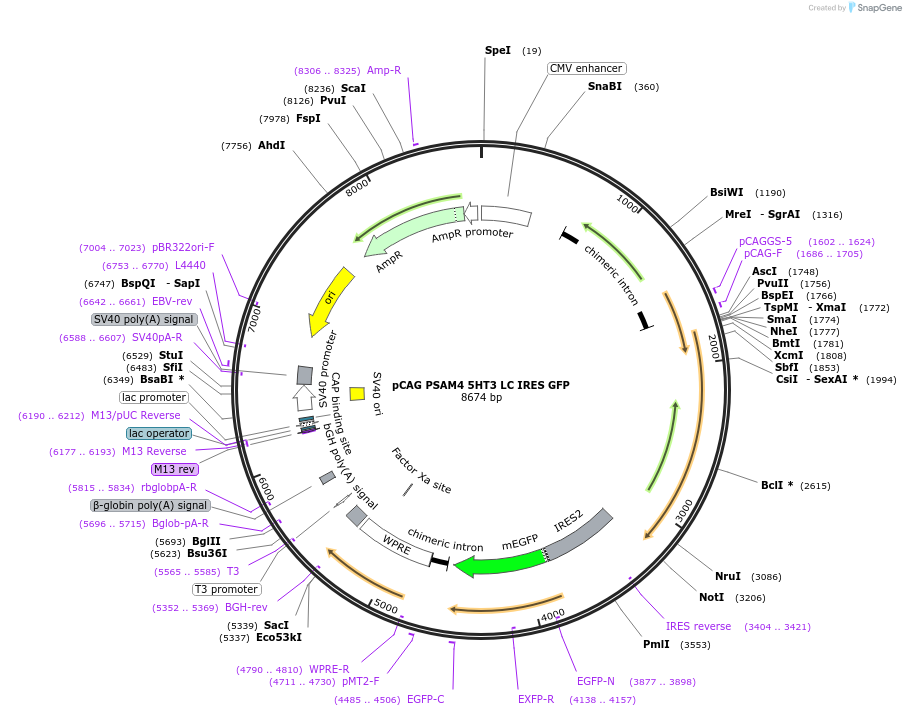 123066-plasmid-map-sequence-id-462390