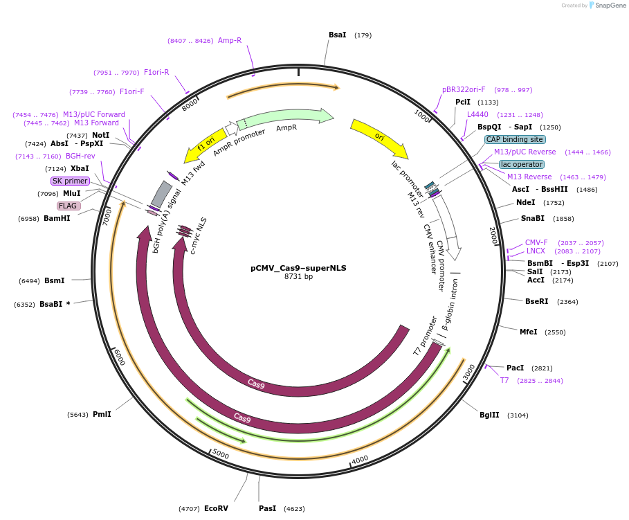 232430-plasmid-map-sequence-id-462393