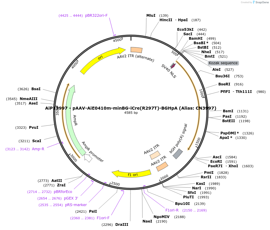 230388-plasmid-map-sequence-id-462403