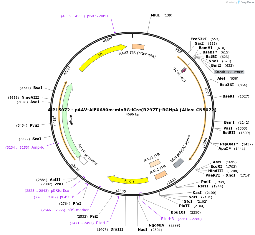 230402-plasmid-map-sequence-id-462407
