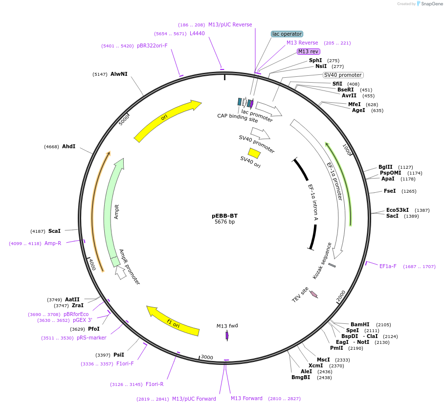 36295-plasmid-map-sequence-id-46246