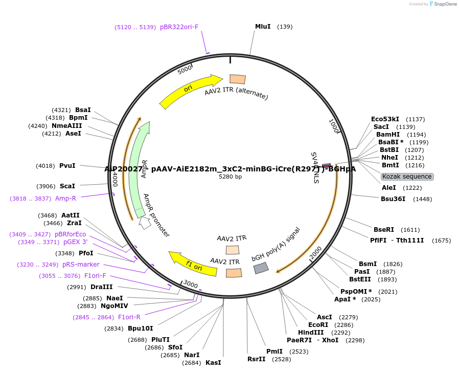 220735-plasmid-map-sequence-id-462511