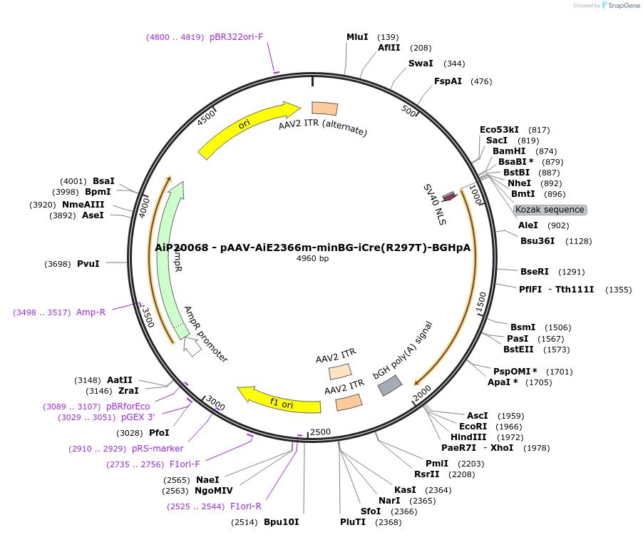 220737-plasmid-map-sequence-id-462513