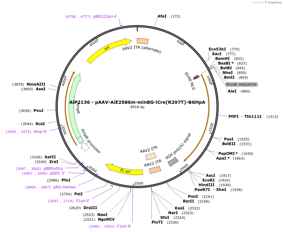 220729-plasmid-map-sequence-id-462514