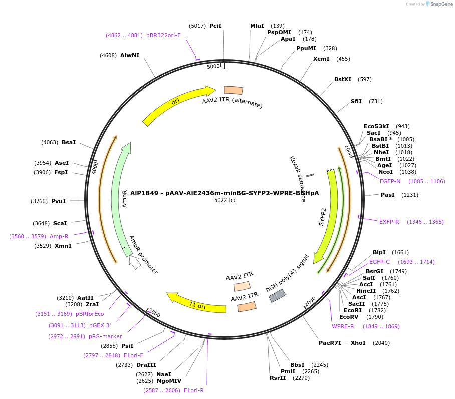 220670-plasmid-map-sequence-id-462520