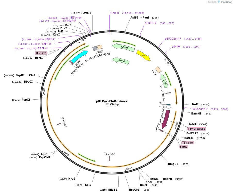 229859-plasmid-map-sequence-id-462522