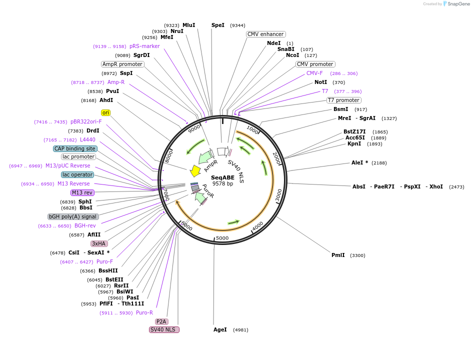 462530_map