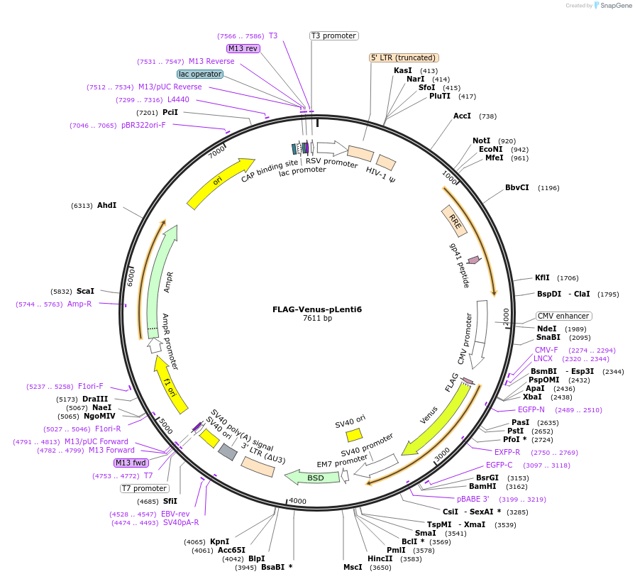 36948-plasmid-map-sequence-id-46255