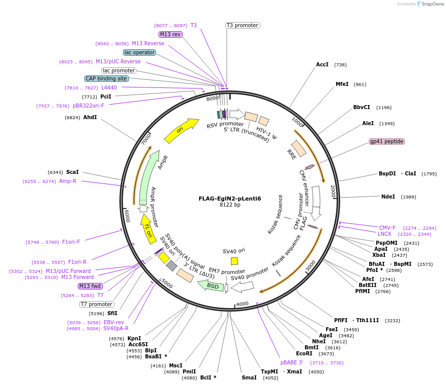36950-plasmid-map-sequence-id-46257