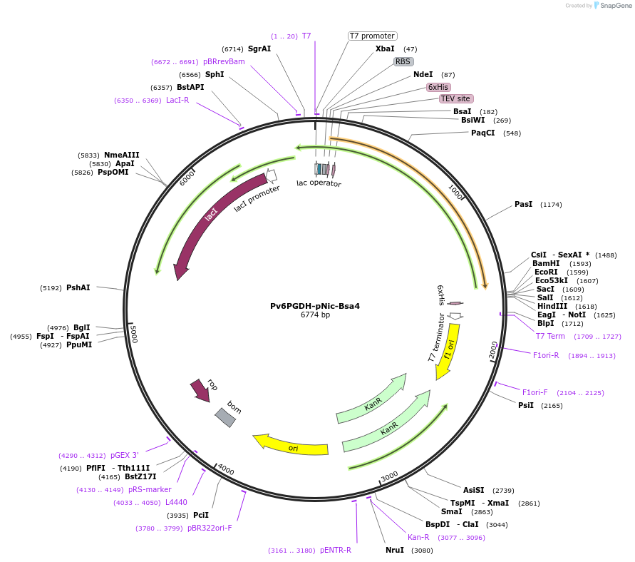 231102-plasmid-map-sequence-id-462632