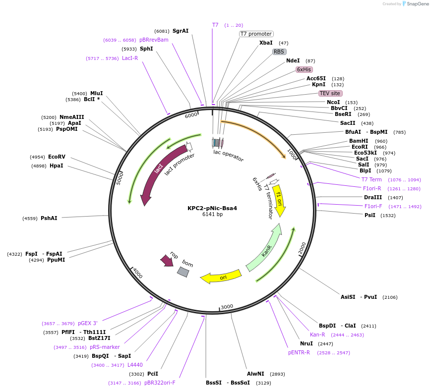231082-plasmid-map-sequence-id-462636