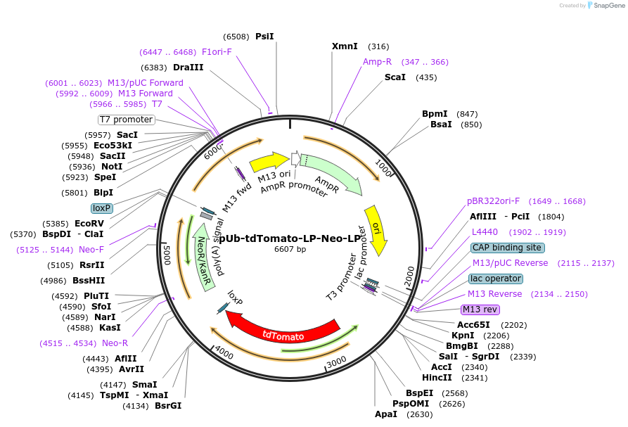 231509-plasmid-map-sequence-id-462659