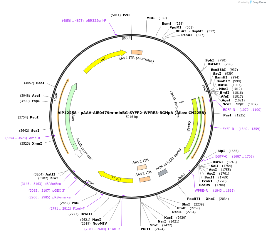 230107-plasmid-map-sequence-id-462662
