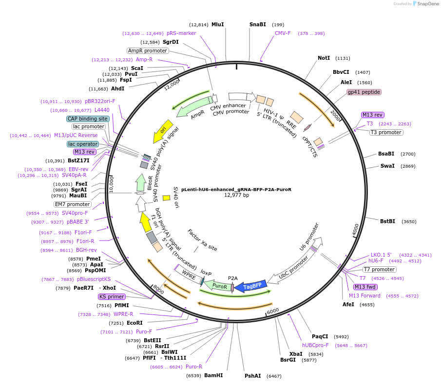 230935-plasmid-map-sequence-id-462688