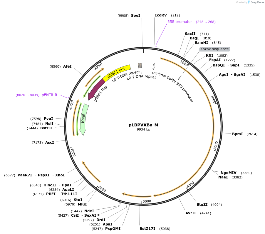 229079-plasmid-map-sequence-id-462689