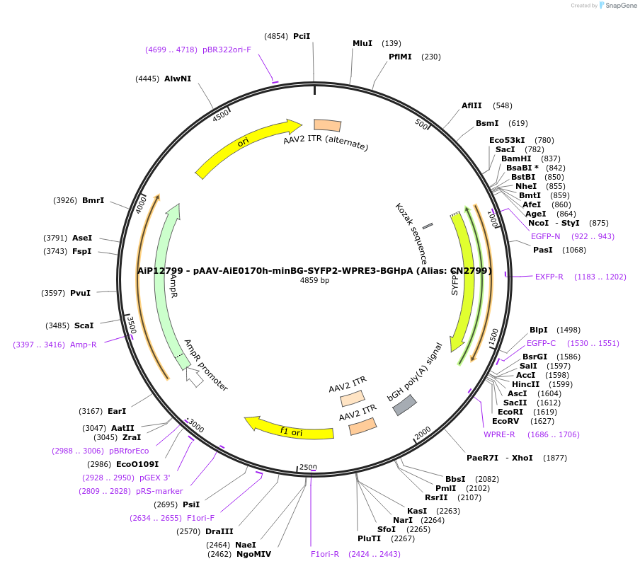 230132-plasmid-map-sequence-id-462704