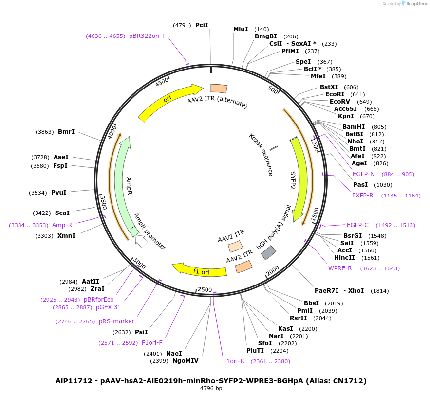 230101-plasmid-map-sequence-id-462709