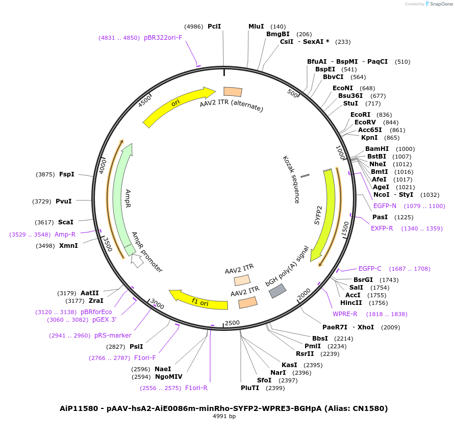 230099-plasmid-map-sequence-id-462716