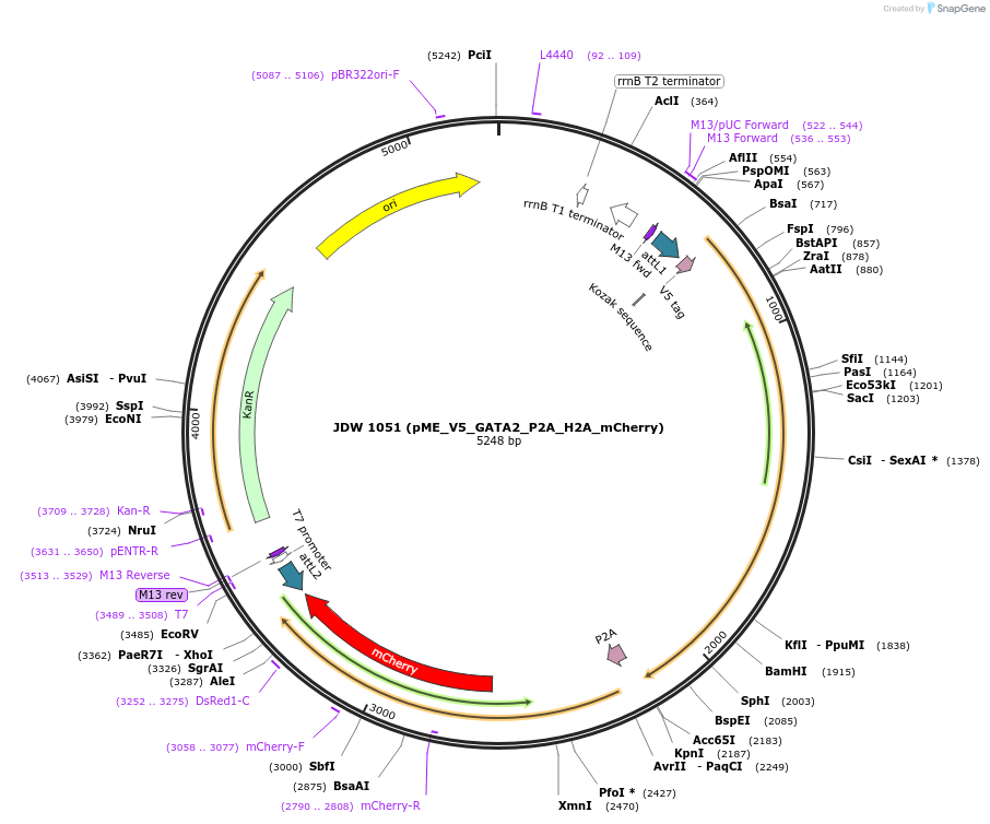 232128-plasmid-map-sequence-id-462721