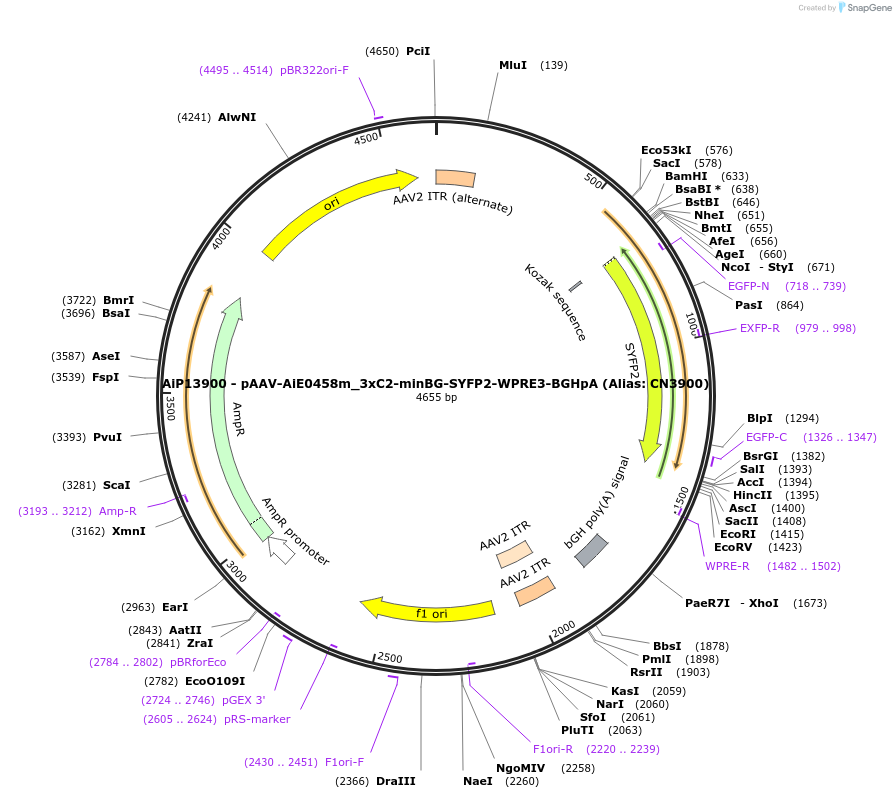 224040-plasmid-map-sequence-id-462733