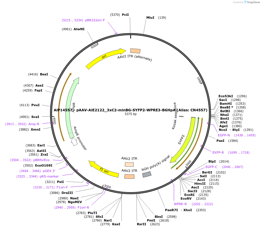 224050-plasmid-map-sequence-id-462734