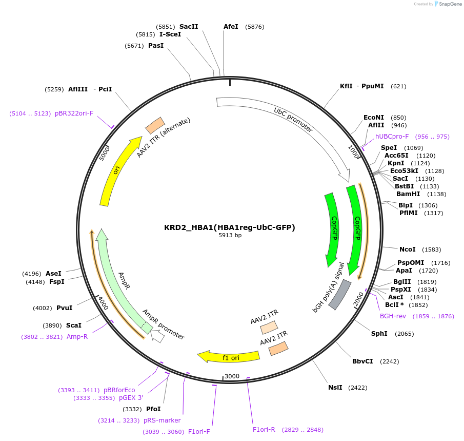232401-plasmid-map-sequence-id-462745