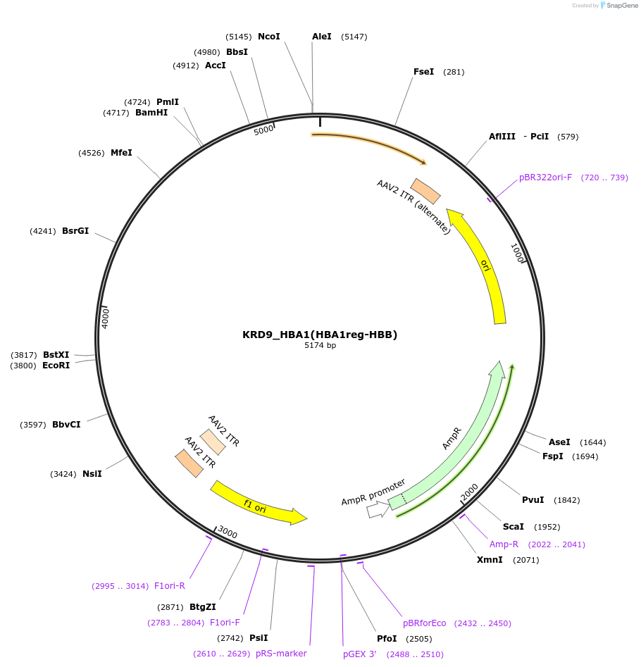 232402-plasmid-map-sequence-id-462746