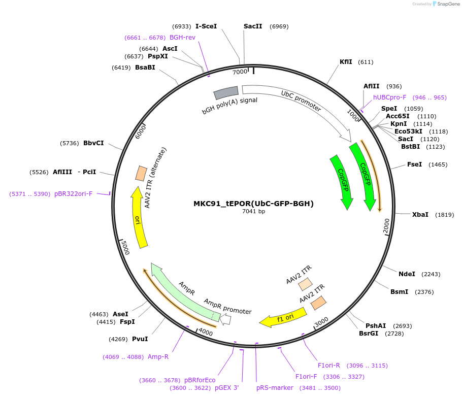 232406-plasmid-map-sequence-id-462749
