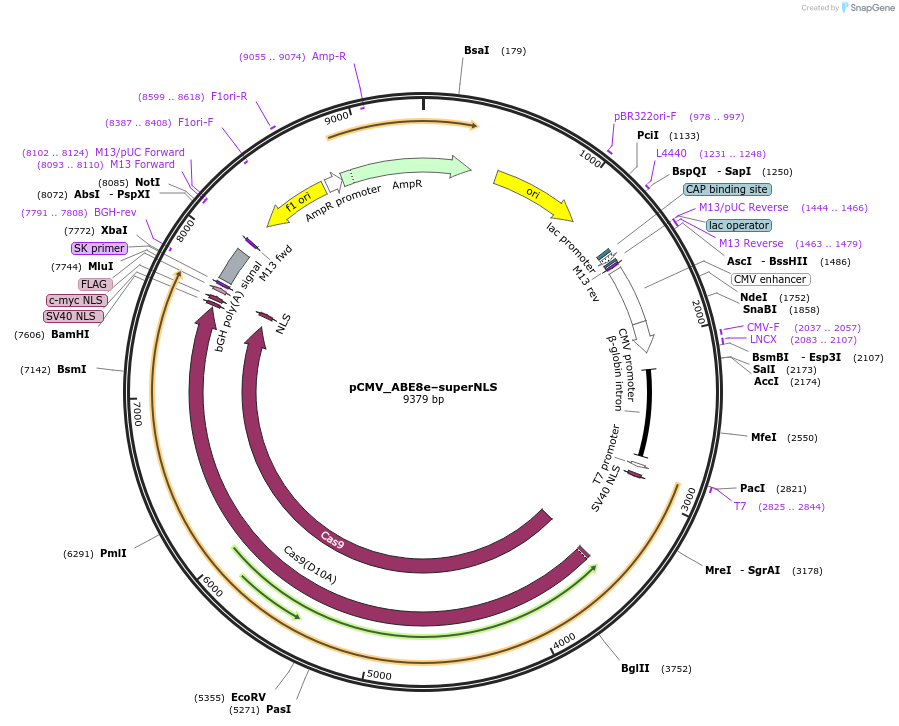232429-plasmid-map-sequence-id-462750