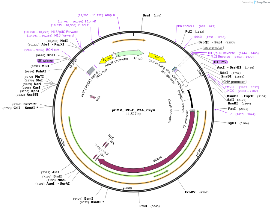 232428-plasmid-map-sequence-id-462752