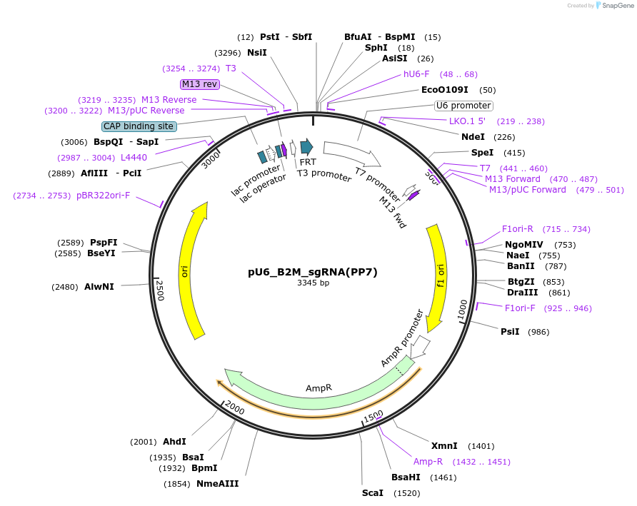232438-plasmid-map-sequence-id-462755