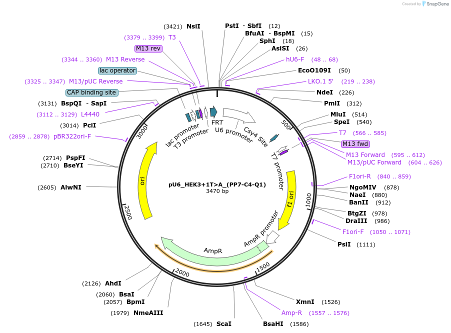 232437-plasmid-map-sequence-id-462756