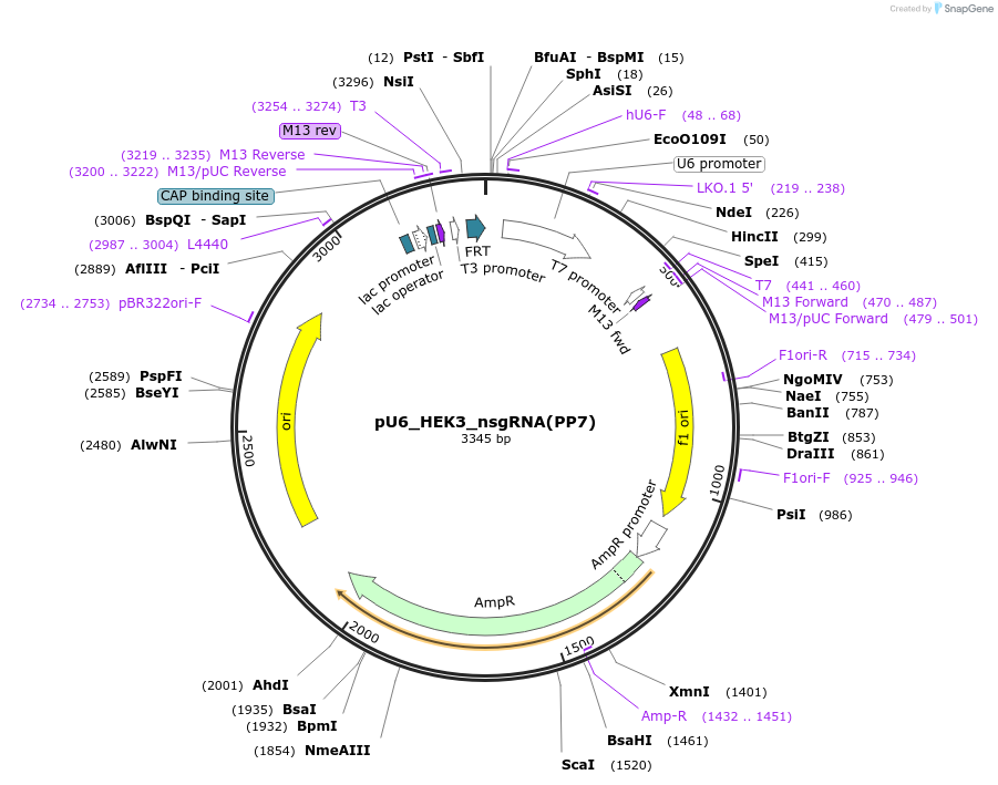 232444-plasmid-map-sequence-id-462757