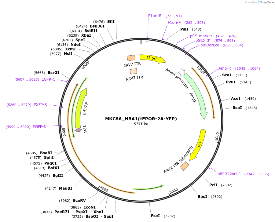 232405-plasmid-map-sequence-id-462759