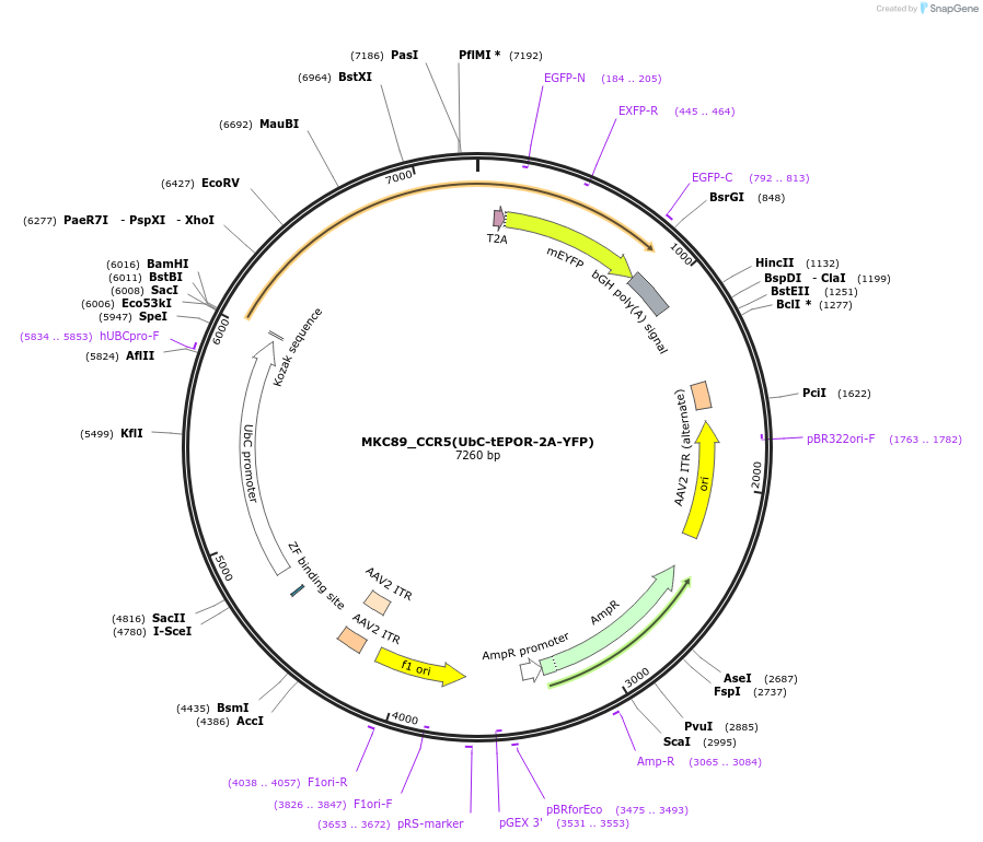 232404-plasmid-map-sequence-id-462769