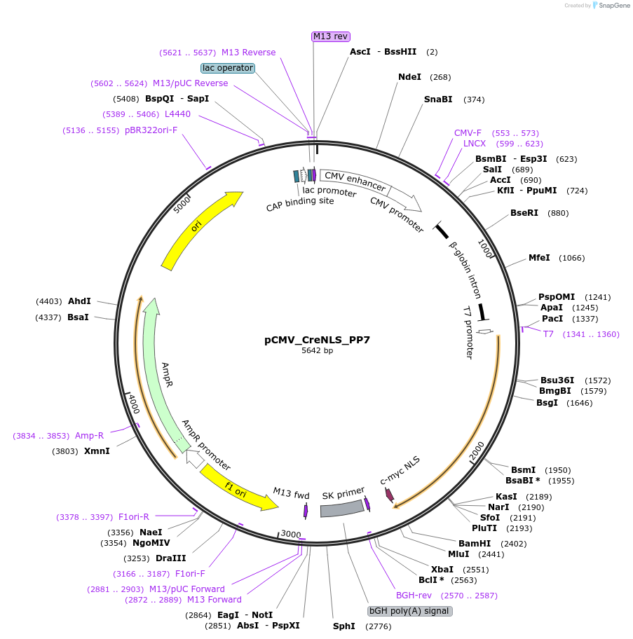 232439-plasmid-map-sequence-id-462772