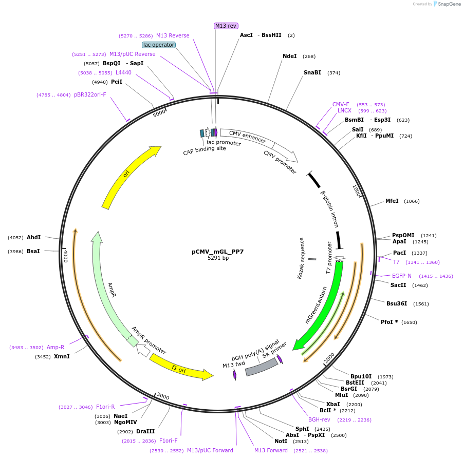 232440-plasmid-map-sequence-id-462773