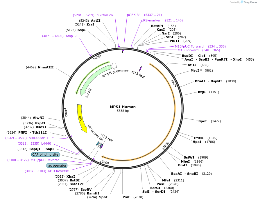 232149-plasmid-map-sequence-id-462818