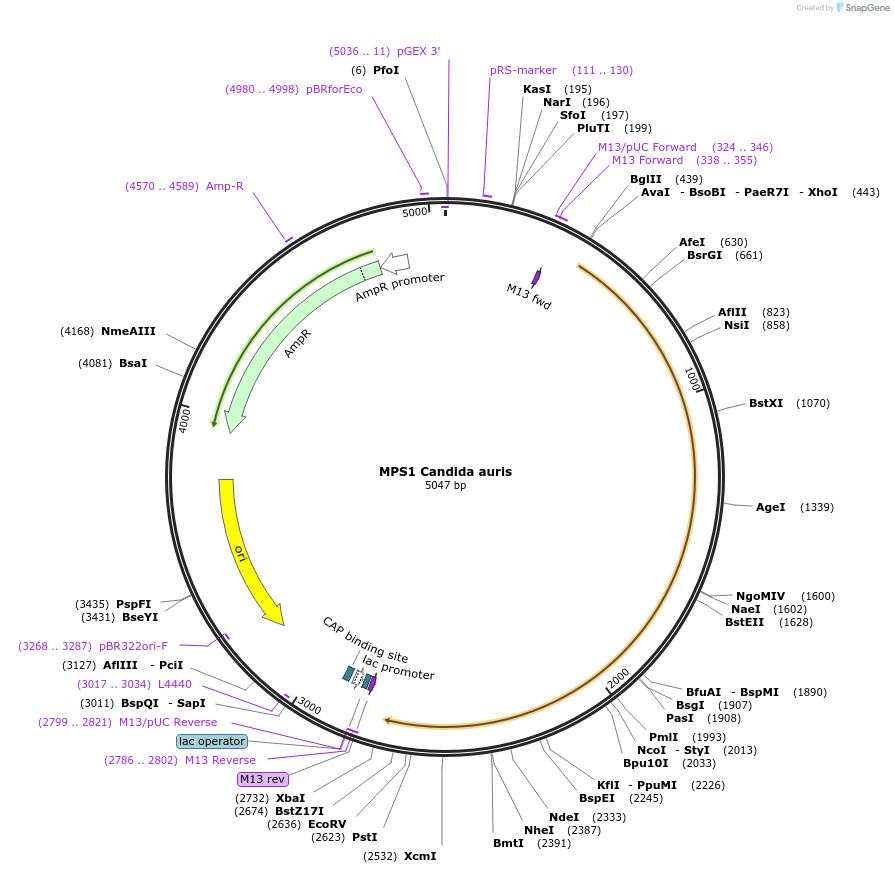 232150-plasmid-map-sequence-id-462819