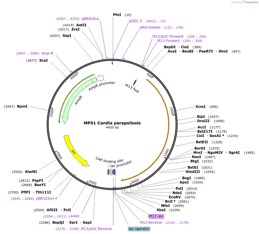 232153-plasmid-map-sequence-id-462822